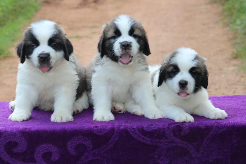 Image of Saint Bernard posted on 2022-03-13 14:06:50 from India